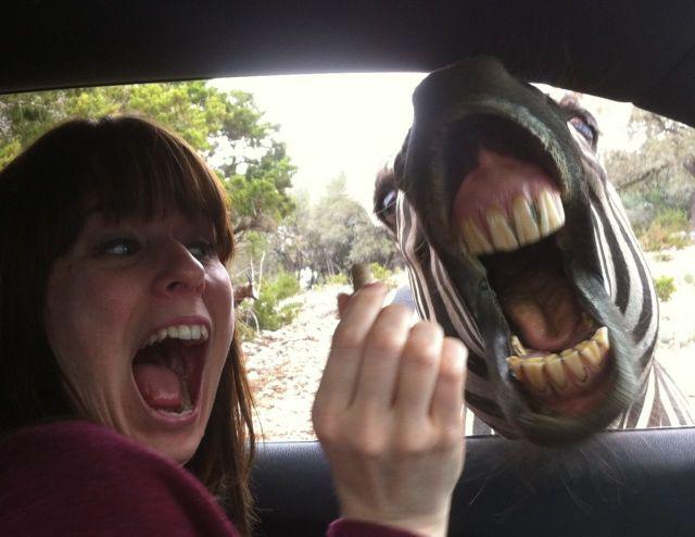 Прикольные картинки