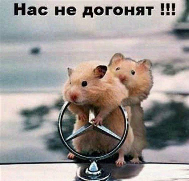 Авто-юмор (60 фото)