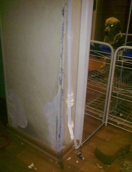 Собака - разрушитель (14 фото)