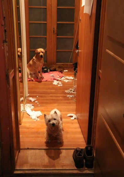 Собака - разрушитель (14 фото)