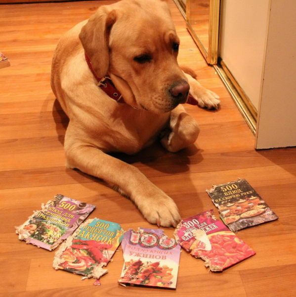 Собака - разрушитель (14 фото)