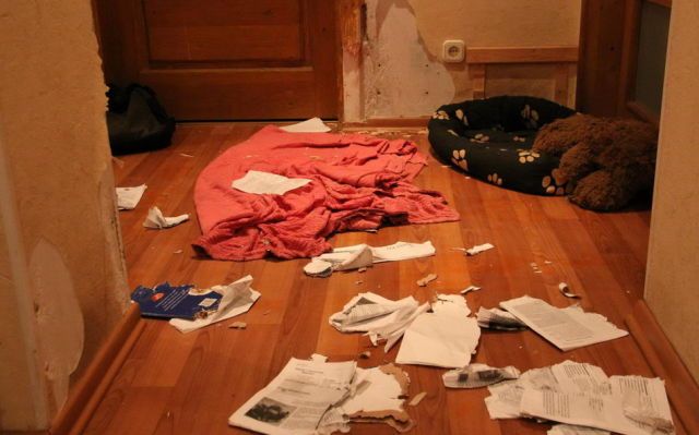 Собака - разрушитель (14 фото)