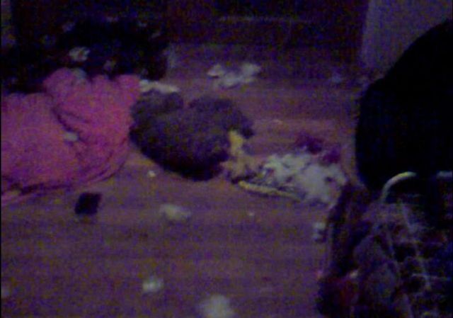 Собака - разрушитель (14 фото)