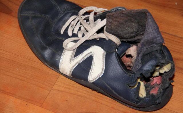 Собака - разрушитель (14 фото)