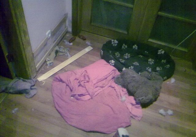 Собака - разрушитель (14 фото)