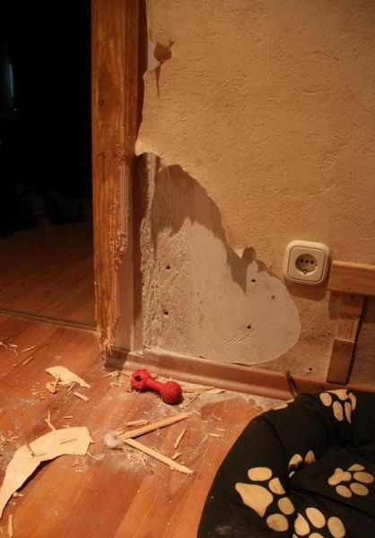 Собака - разрушитель (14 фото)