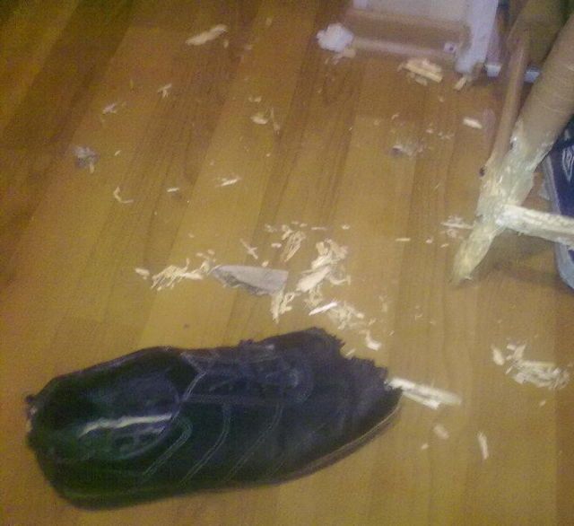 Собака - разрушитель (14 фото)