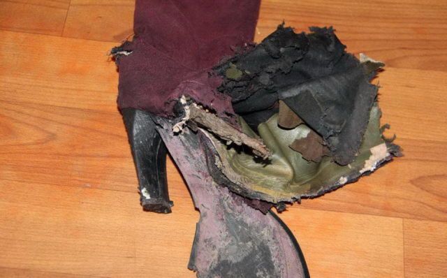 Собака - разрушитель (14 фото)