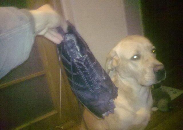 Собака - разрушитель (14 фото)