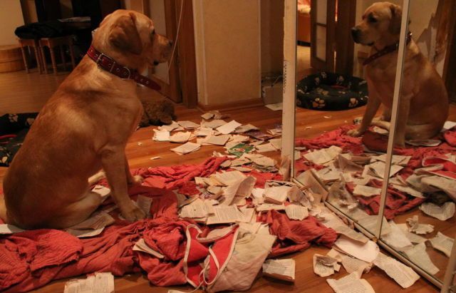 Собака - разрушитель (14 фото)