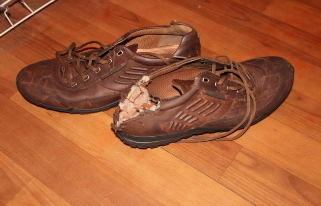 Собака - разрушитель (14 фото)