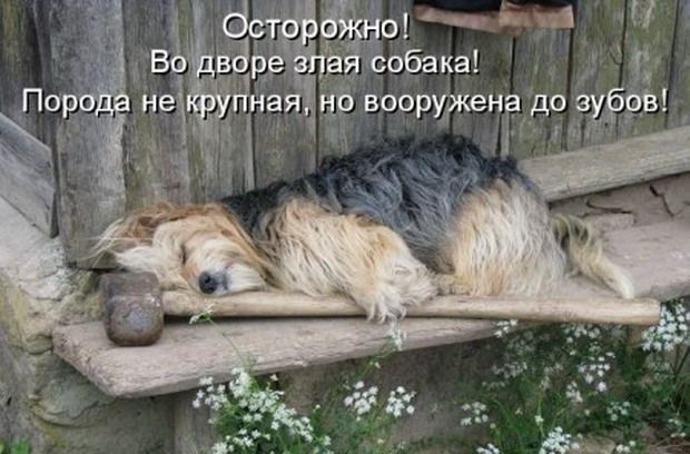 Прикольные картинки (67 фото)