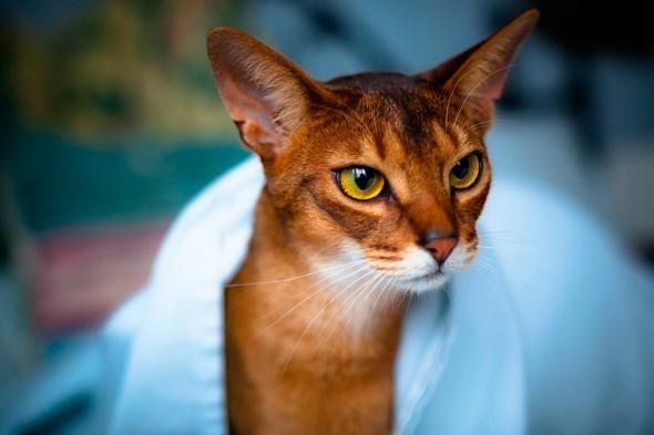 Прикольные картинки (67 фото)