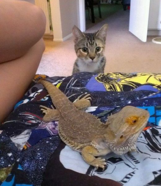 Прикольные картинки (67 фото)