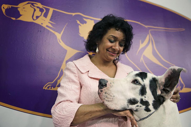 Как проходит выставка собак Westminster Kennel Club 2015
