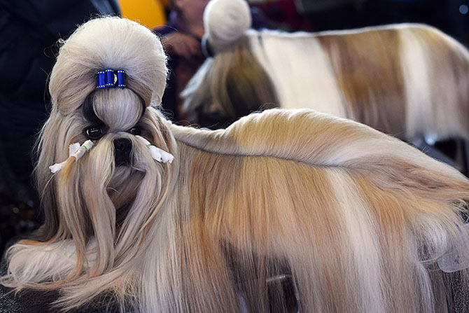 Как проходит выставка собак Westminster Kennel Club 2015