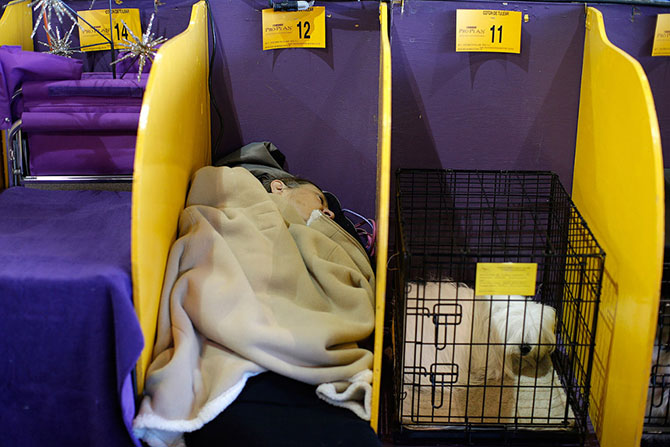 Как проходит выставка собак Westminster Kennel Club 2015