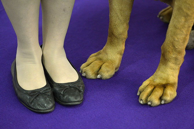 Как проходит выставка собак Westminster Kennel Club 2015