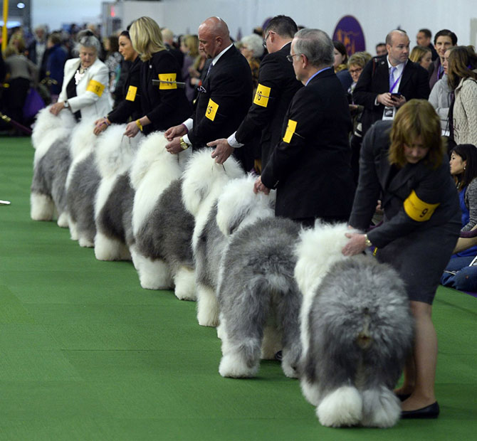 Как проходит выставка собак Westminster Kennel Club 2015