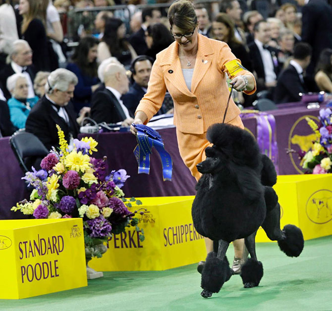 Как проходит выставка собак Westminster Kennel Club 2015