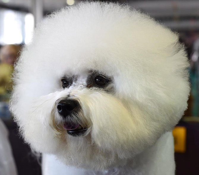 Как проходит выставка собак Westminster Kennel Club 2015