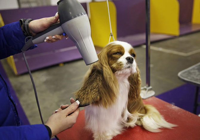 Как проходит выставка собак Westminster Kennel Club 2015