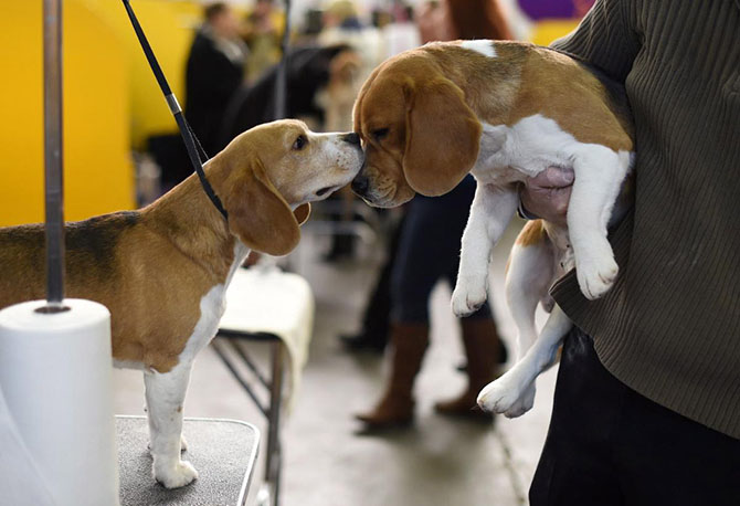 Как проходит выставка собак Westminster Kennel Club 2015