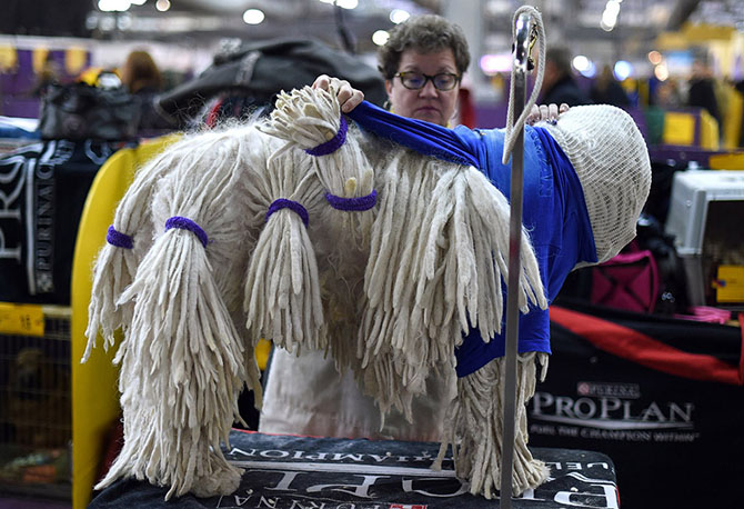 Как проходит выставка собак Westminster Kennel Club 2015