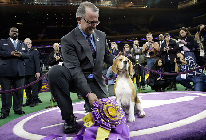 Как проходит выставка собак Westminster Kennel Club 2015