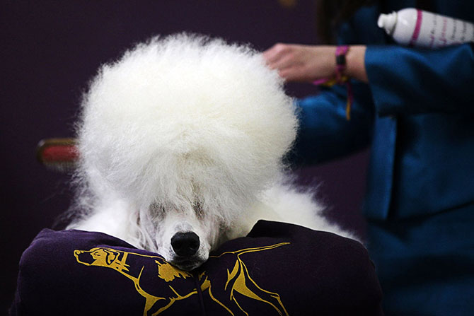 Как проходит выставка собак Westminster Kennel Club 2015