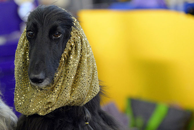 Как проходит выставка собак Westminster Kennel Club 2015