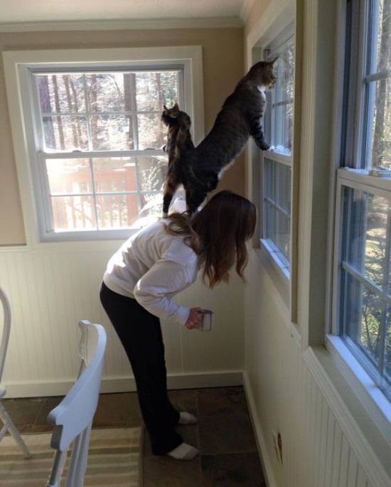 Порция картинок