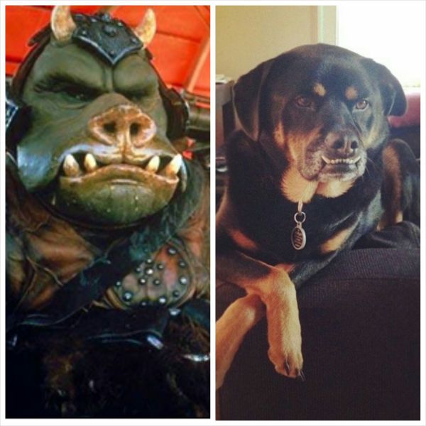 Порция картинок