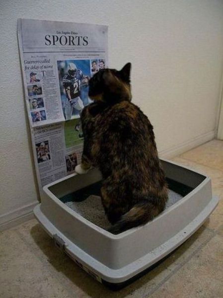 Порция картинок