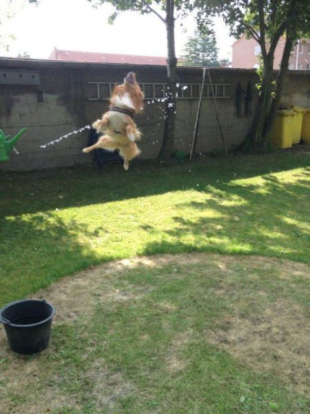 Порция картинок