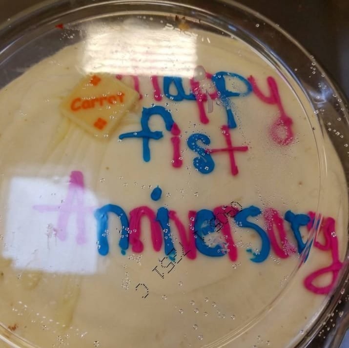 11 горе-кондитеров vs. 11 мастеров своего дела