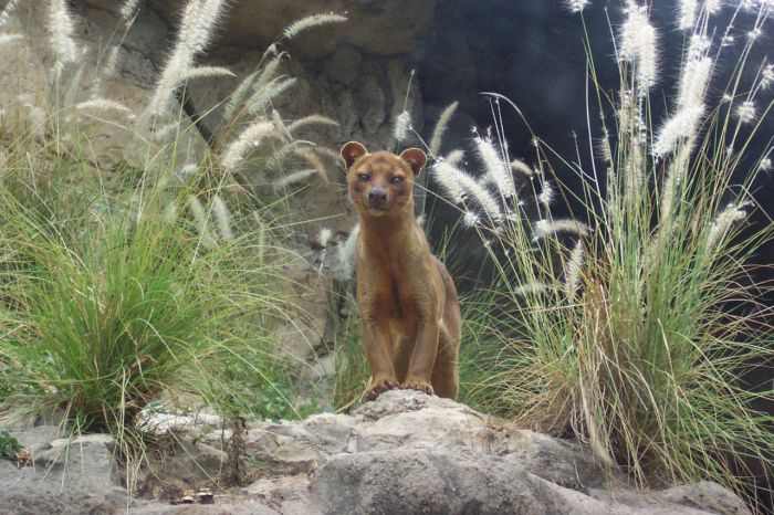 Мадагаскарская кошка Фосса