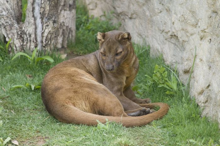 Мадагаскарская кошка Фосса