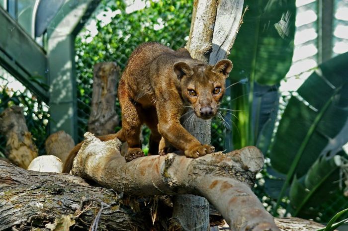 Мадагаскарская кошка Фосса