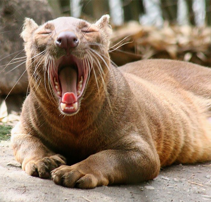 Мадагаскарская кошка Фосса