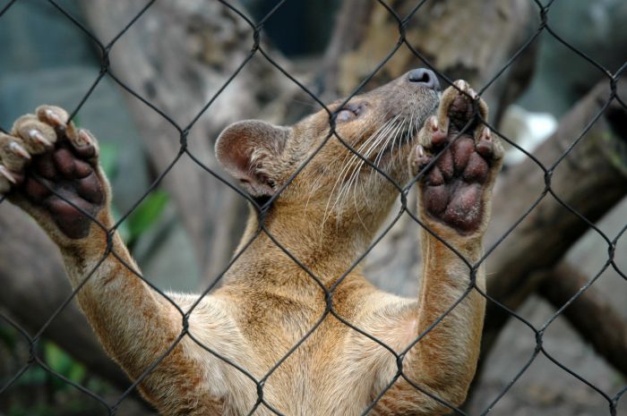 Мадагаскарская кошка Фосса