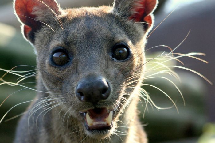 Мадагаскарская кошка Фосса