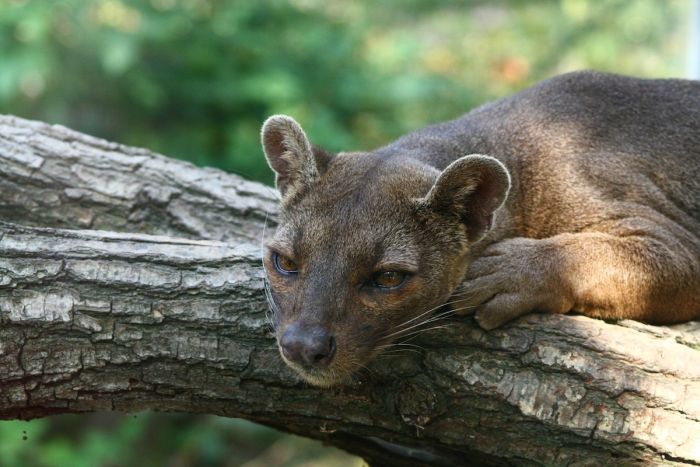 Мадагаскарская кошка Фосса