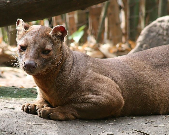 Мадагаскарская кошка Фосса