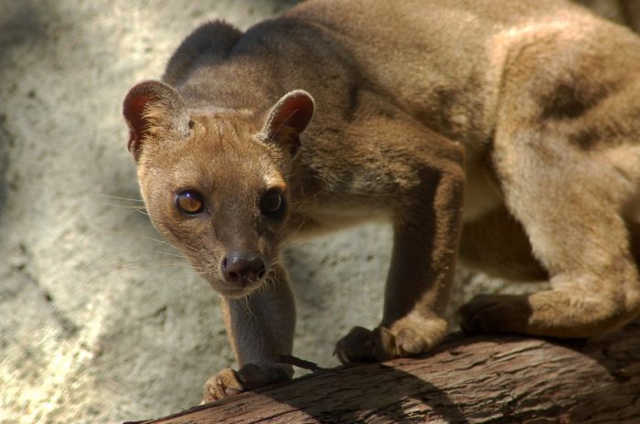 Мадагаскарская кошка Фосса