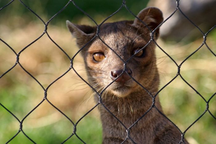 Мадагаскарская кошка Фосса