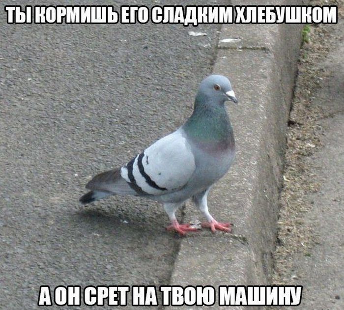 Авто-юмор. Часть 8 (40 фото)