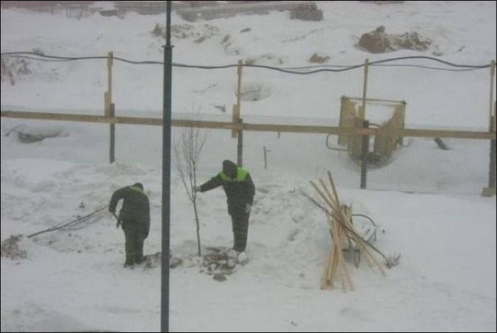 Деревья нужно сажать весной! (2 фото)