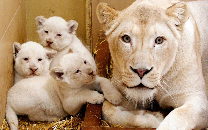 Животные в фотографиях