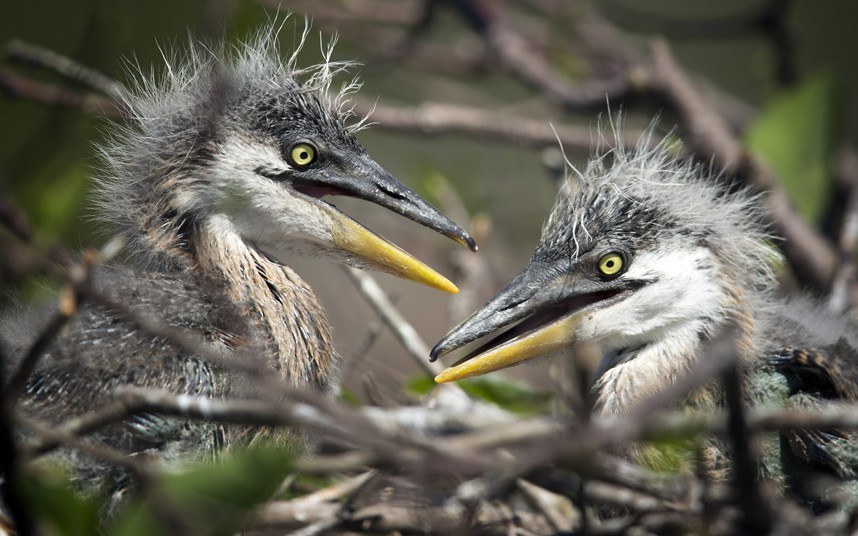 Животные в фотографиях